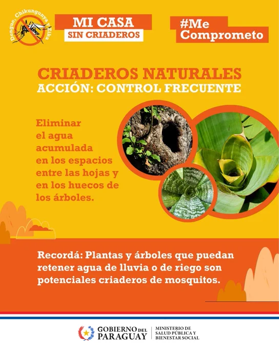 Salud P Blica Recuerda Eliminar Diariamente Los Criaderos De Mosquitos