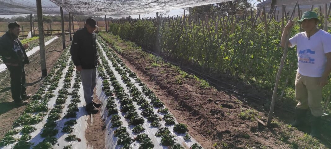 Técnicos del MAG realizan seguimiento a proyectos productivos encarados en Ñeembucú